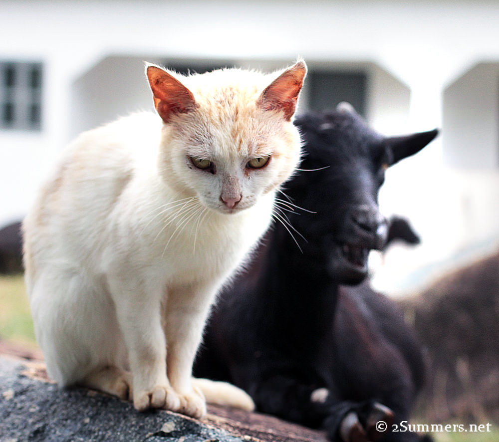 Lighthouse cat and goat