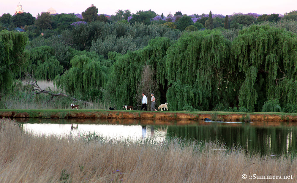 trees and dam