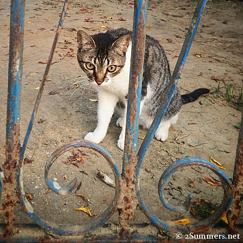 Cat and fence