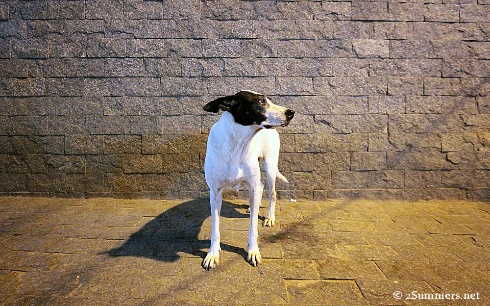 Dog at night
