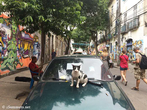 Cat in Santa Theresa