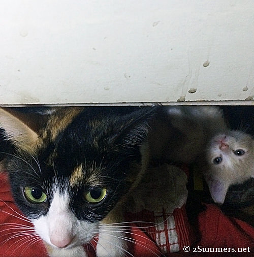Tiger and kittens in drawer
