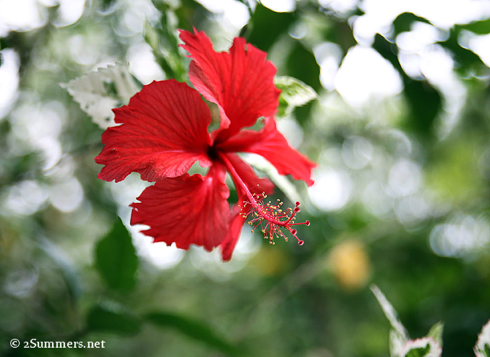 Hibiscus1
