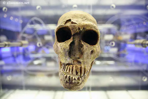 Skull at Sterkfontein