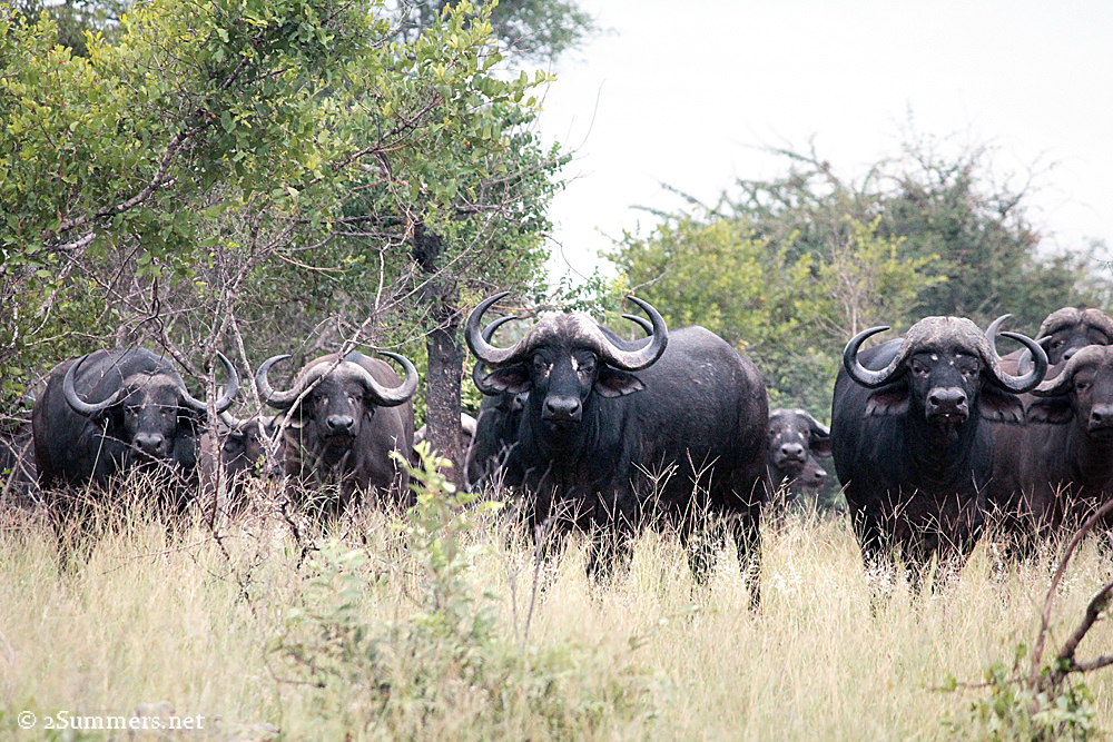 16Buffalo herd