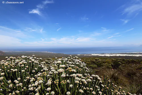 Fynbos flowers