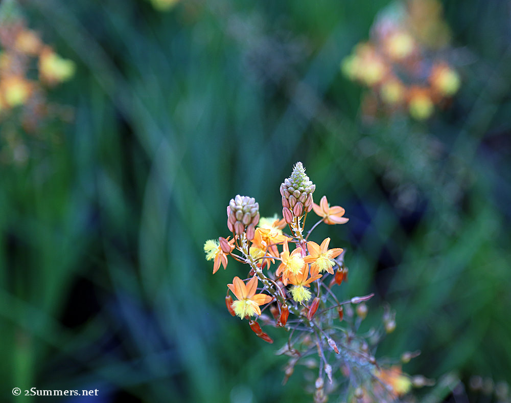 Grootbos Foundation flower