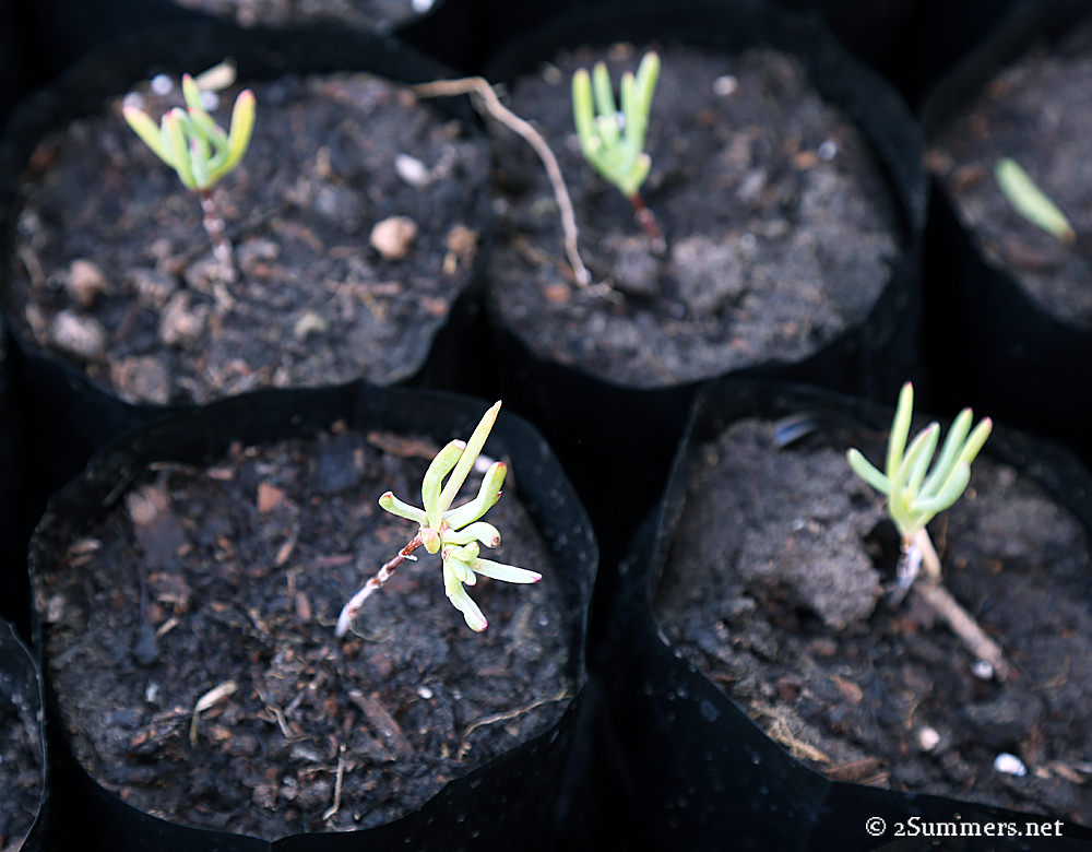 Grootbos Foundation plant