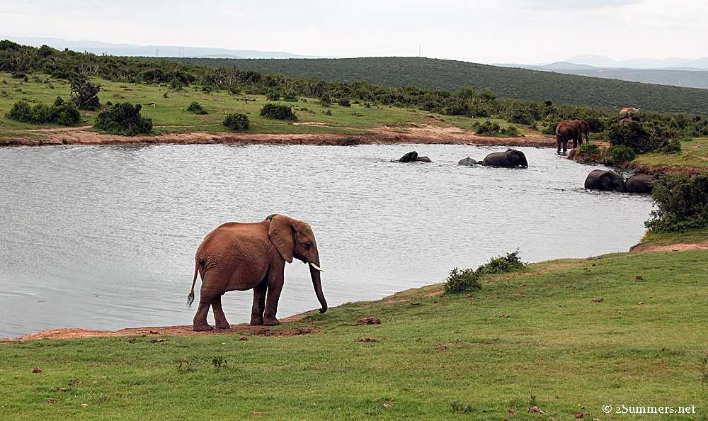 Addo wide shot