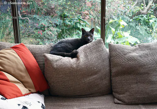Smokey at the new house