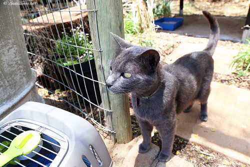 Smokie at the cattery