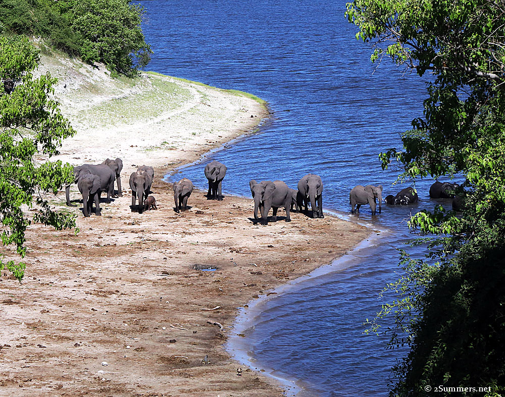 Elephants-and-water