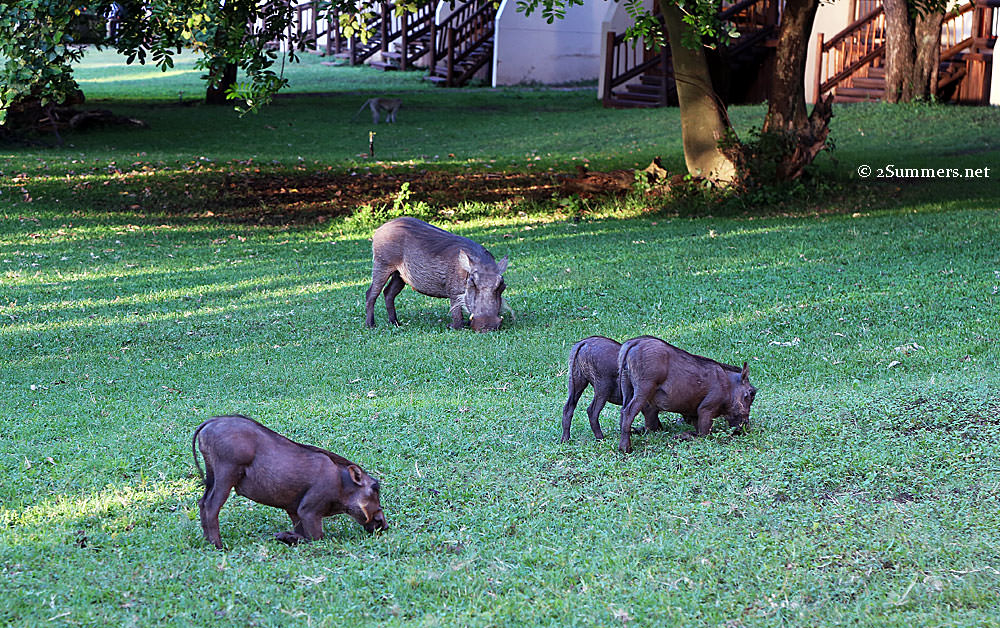 Warthogs