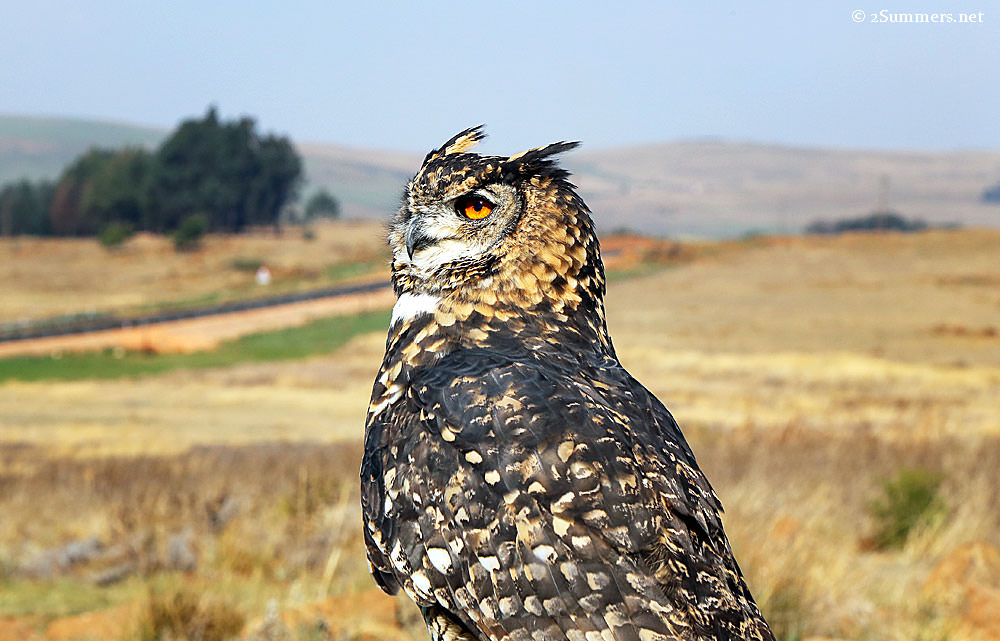 Cape-eagle-owl