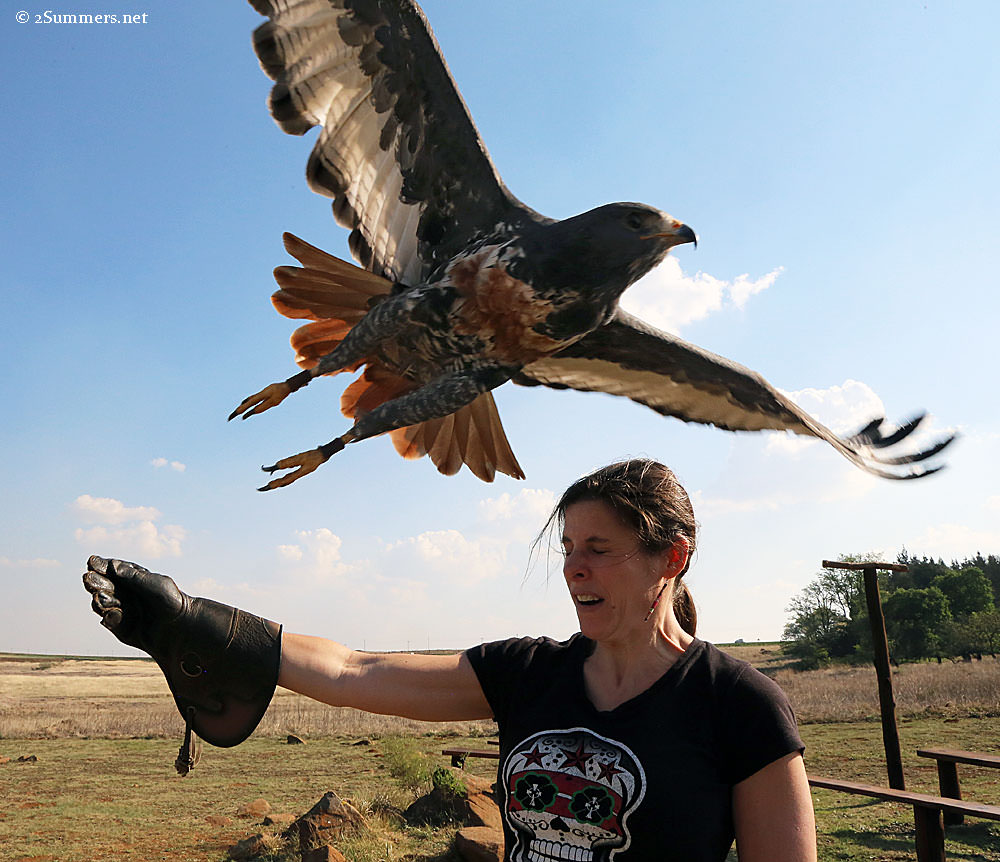 Jackal-buzzard-and-Heather2
