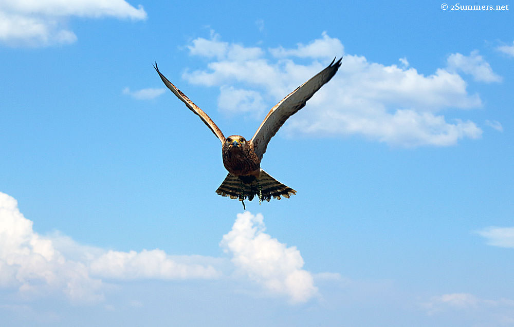 Kestrel-and-clouds