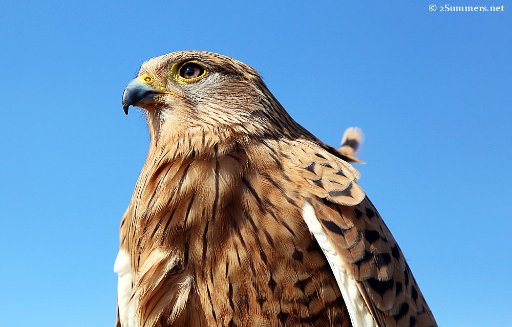 Kestrel-closeup
