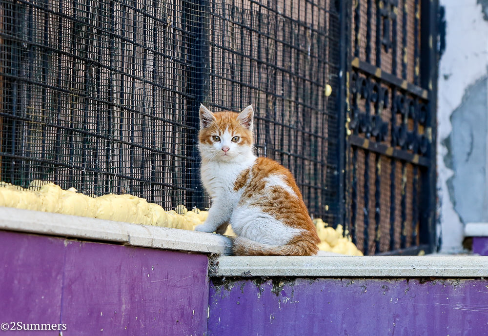 Istanbul cats-2
