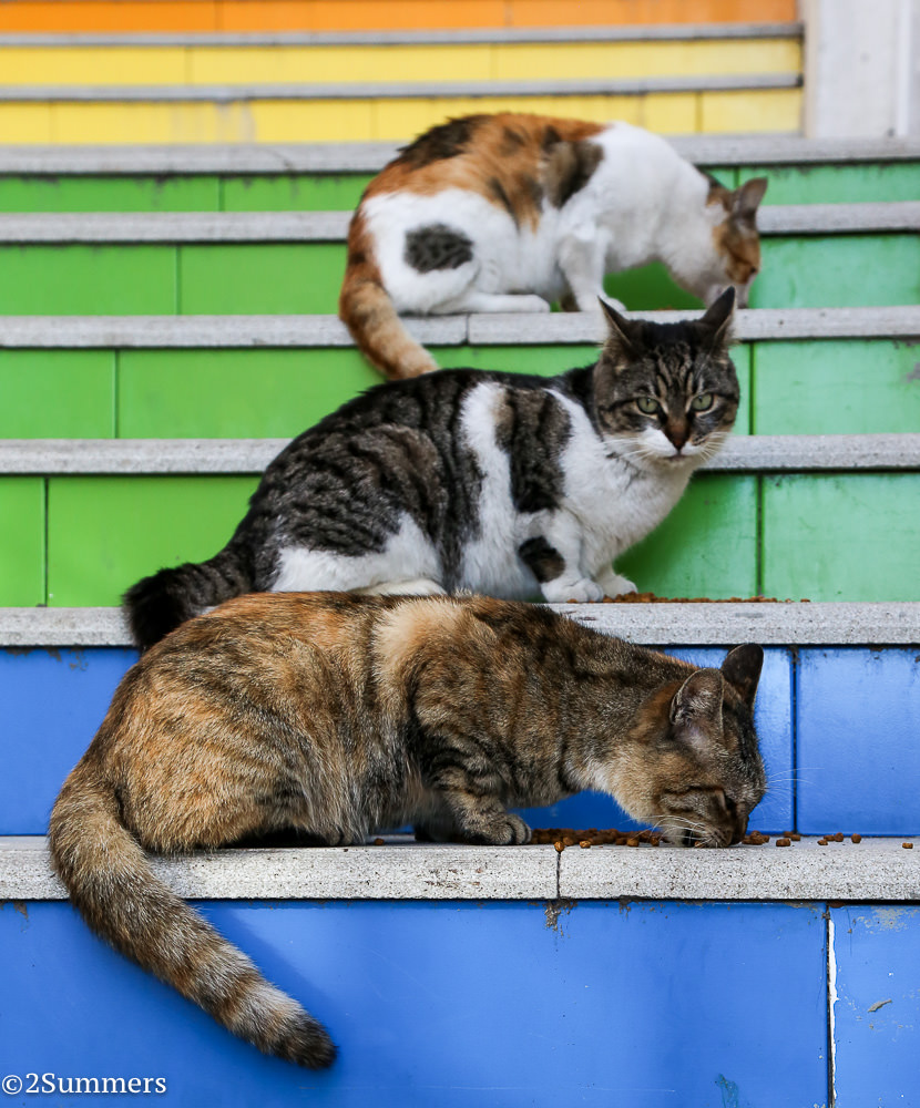 Istanbul cats-8468