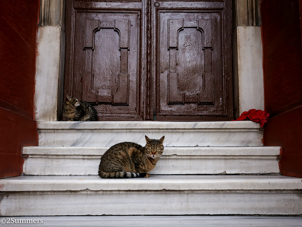 Istanbul cats-8846
