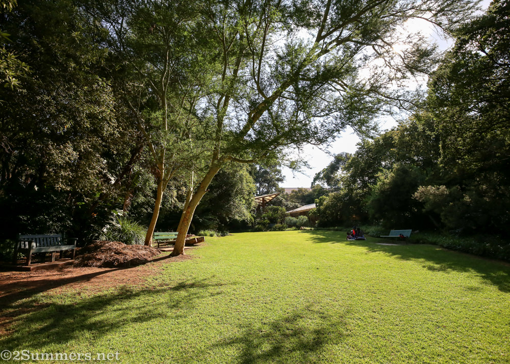 Green grass and fever trees in the Wilds