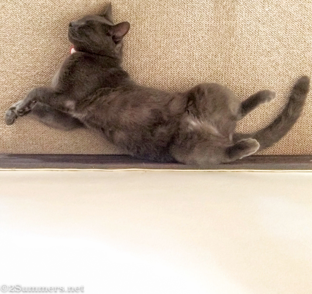 Smokey the Melville Cat sleeping strangely