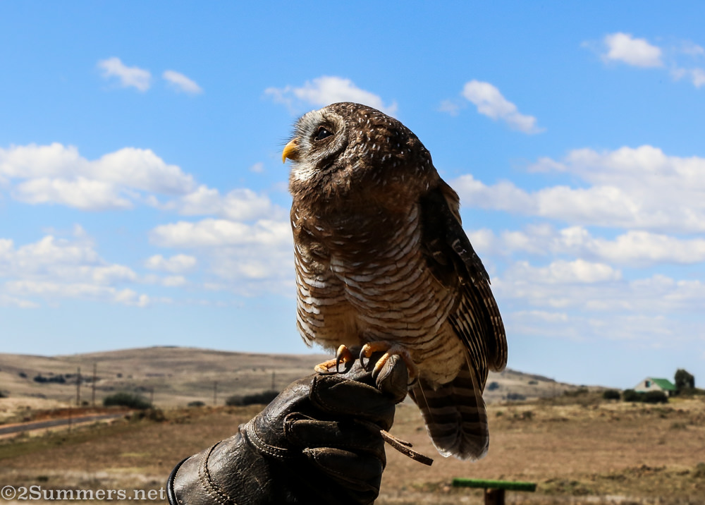 Dullstroom Bird of Prey Bossie the owl