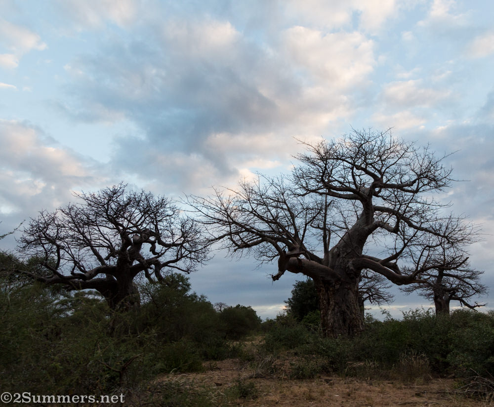 Baobabs at sunset