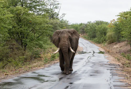 Elephants in Pafuri
