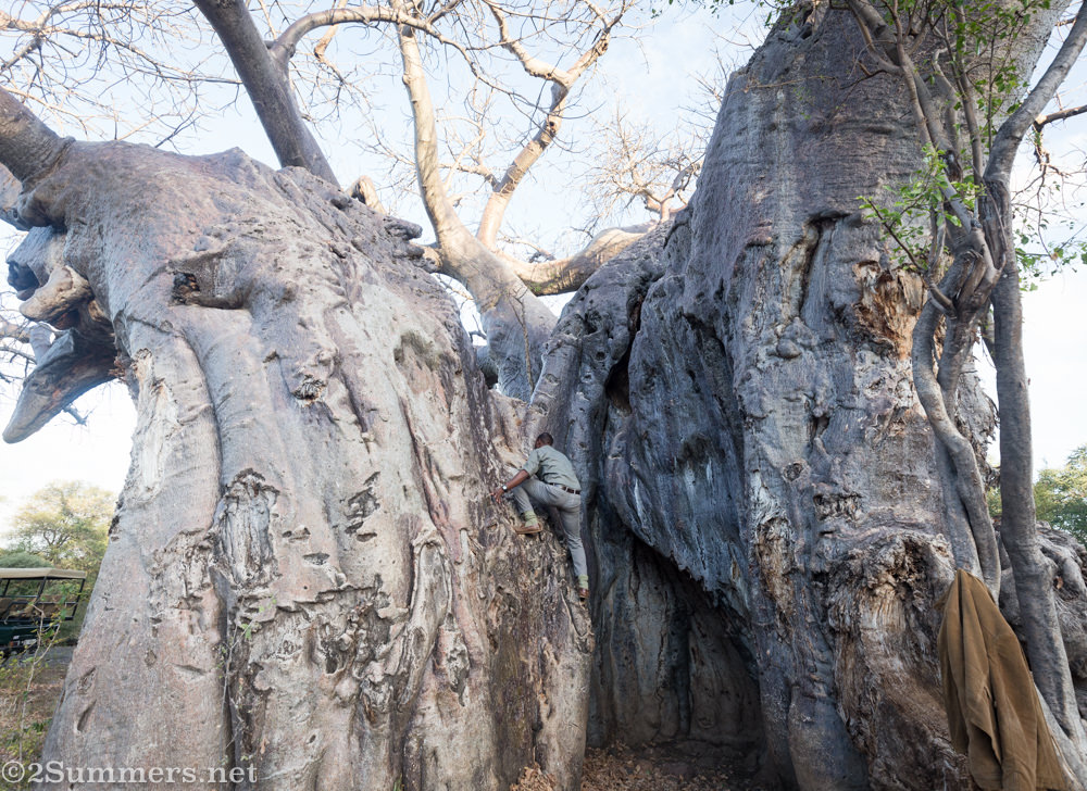 Essay climbing the big baobab tree.