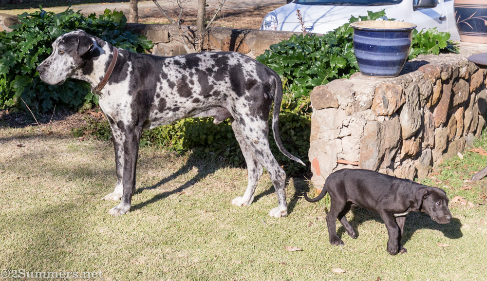 Sultan and puppy at Terbodore
