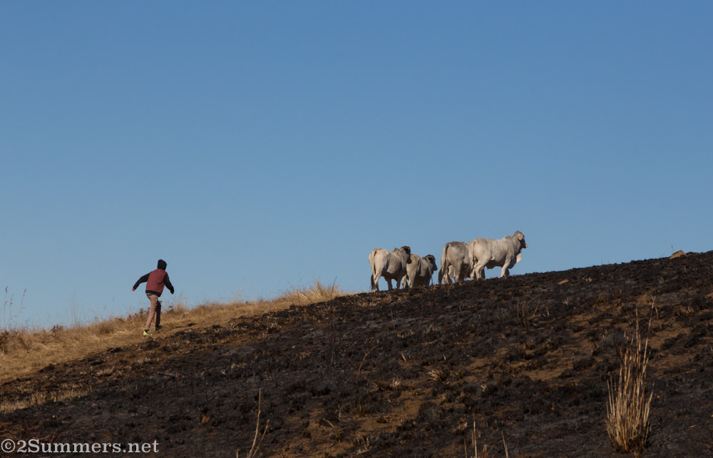 Ray chasing cows