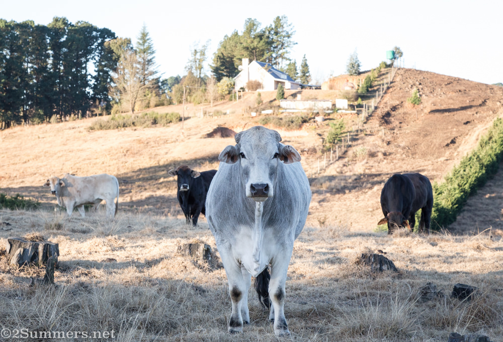 Cows ar Brahman Hills