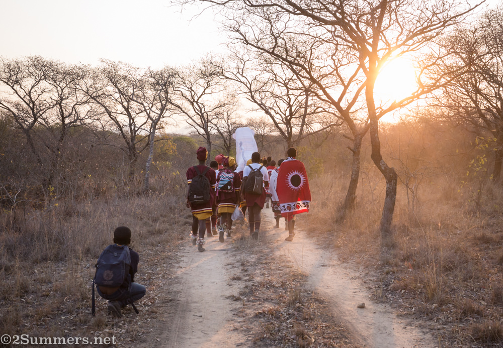 White lion parade from behind