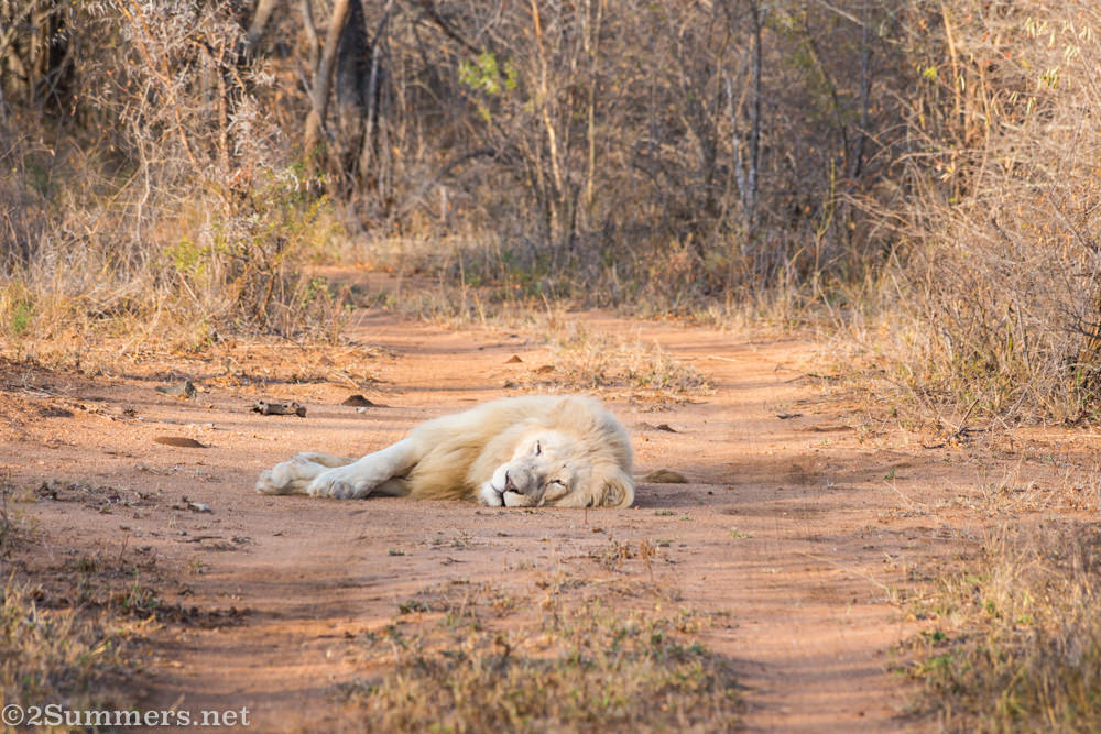 Lion brother resting