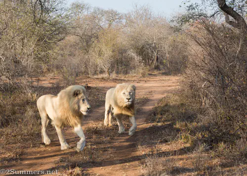 White lions