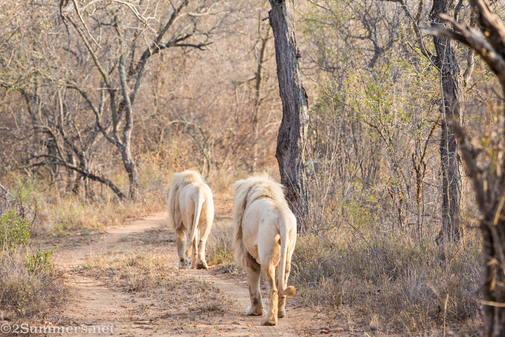 White lions walking away
