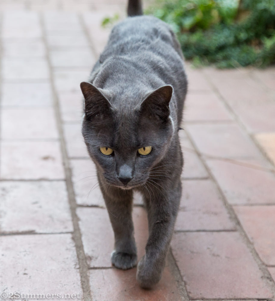 Smokey the Melville Cat, walking