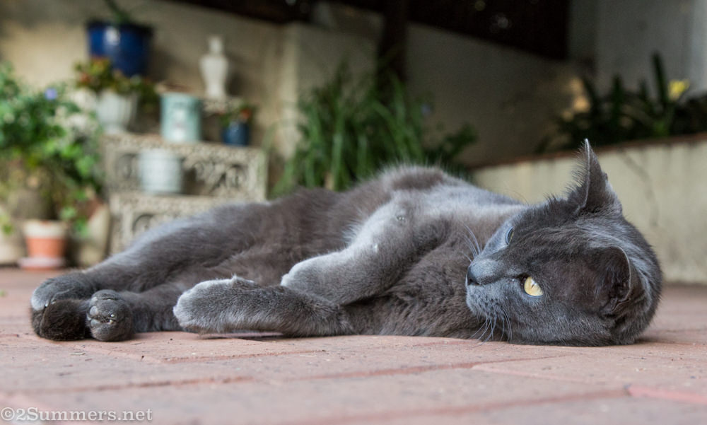 The Melville Cat laying down