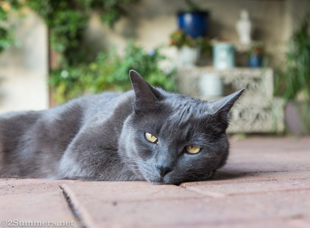 The Melville Cat resting