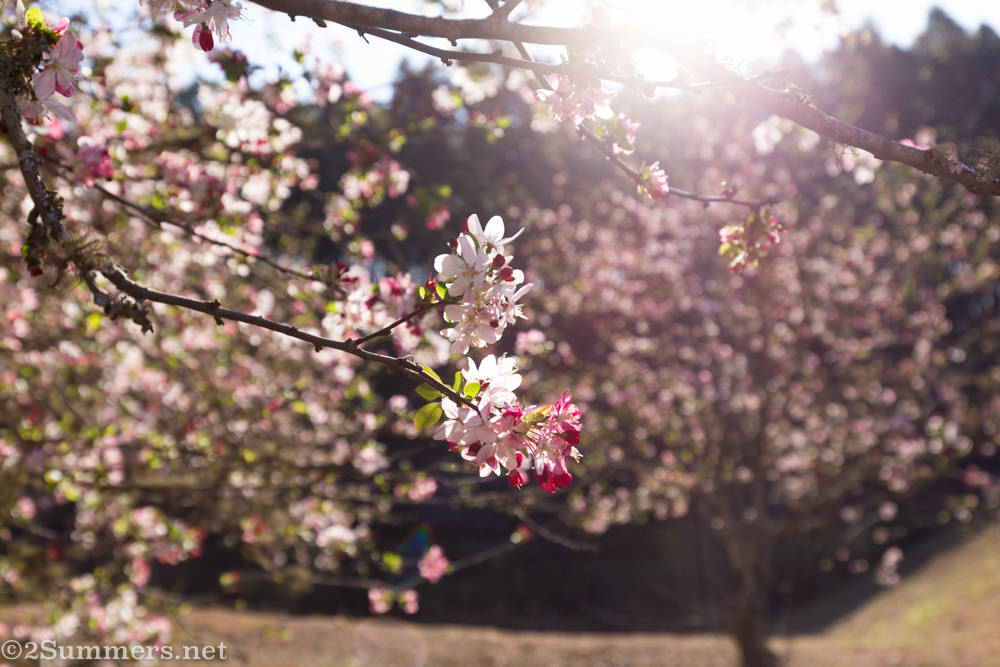 Tree blossoms in Magoebaskloof