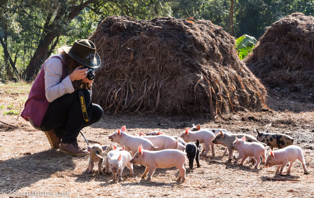Adriaan with piglets