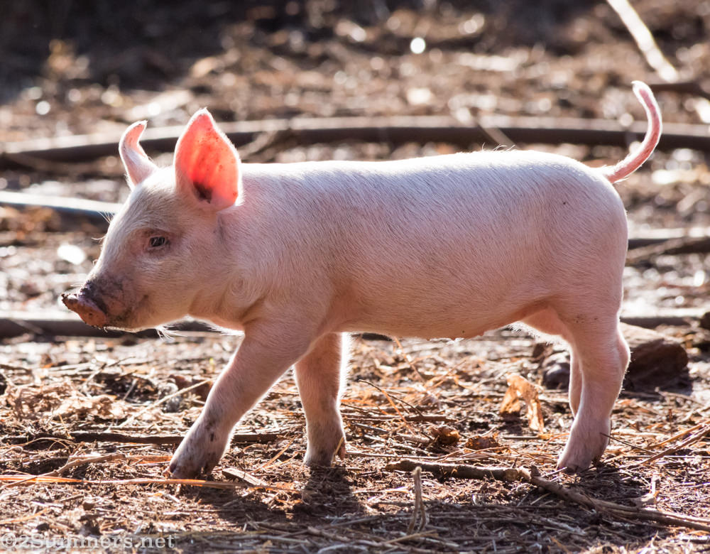 Piglet at Wegraakbosch