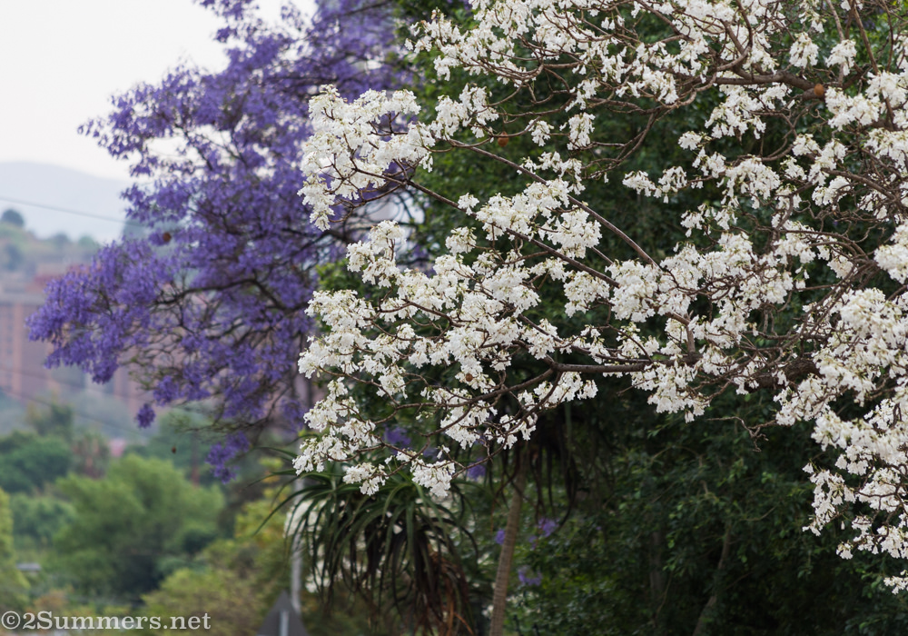 Half purple half white