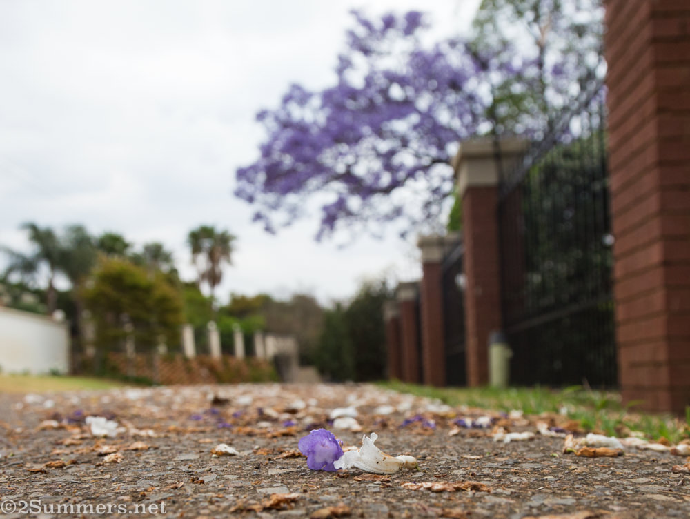 White and purple jacaranda blossoms