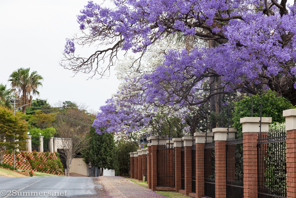 Purple jacarandas with a hint of white