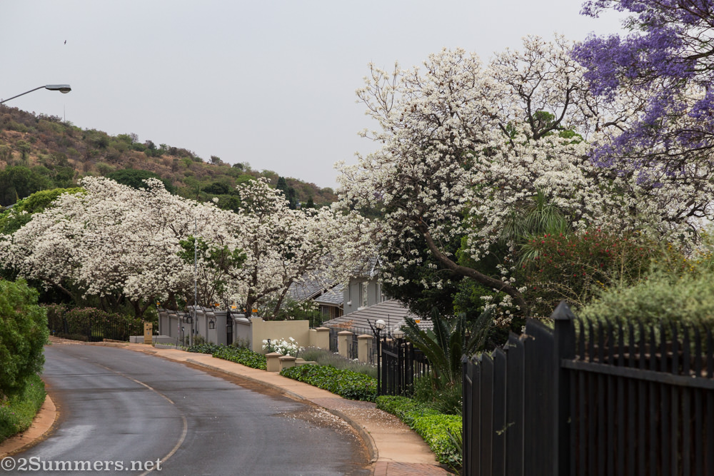 White jacarandas on Herbert Baker Street