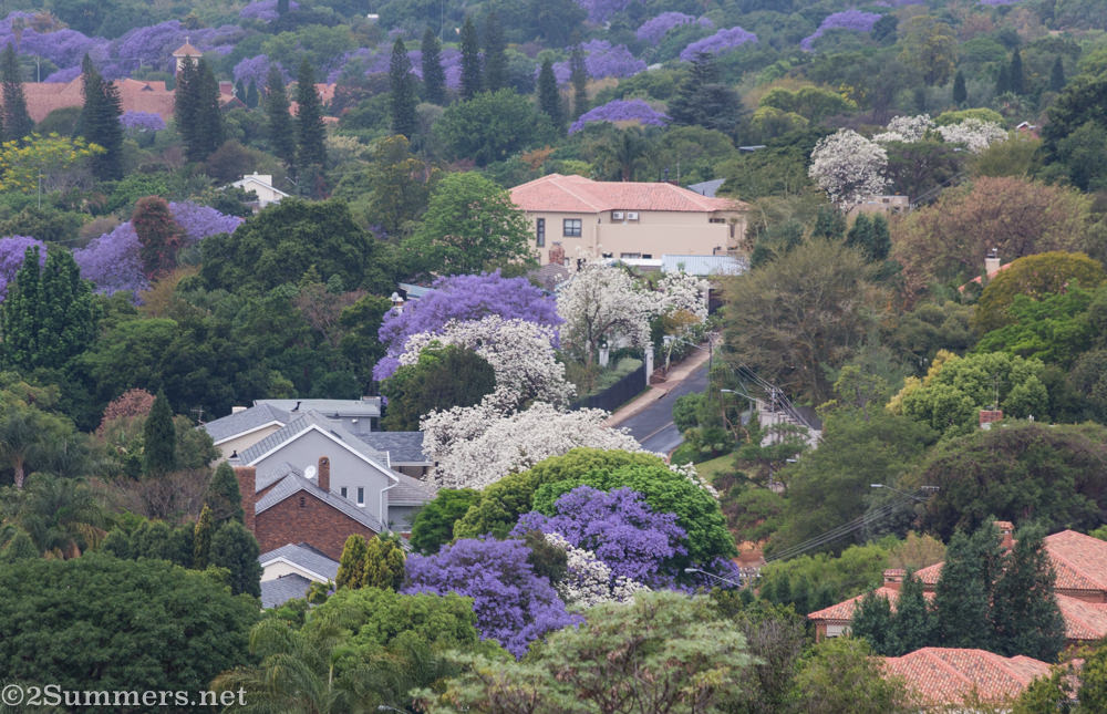 White jacarandas looking down