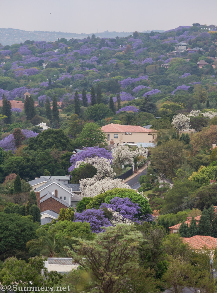 White jacarandas vertical