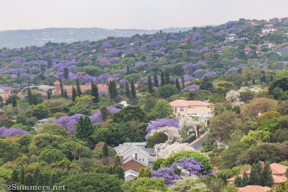 White jacarandas from Fort Klapperkop